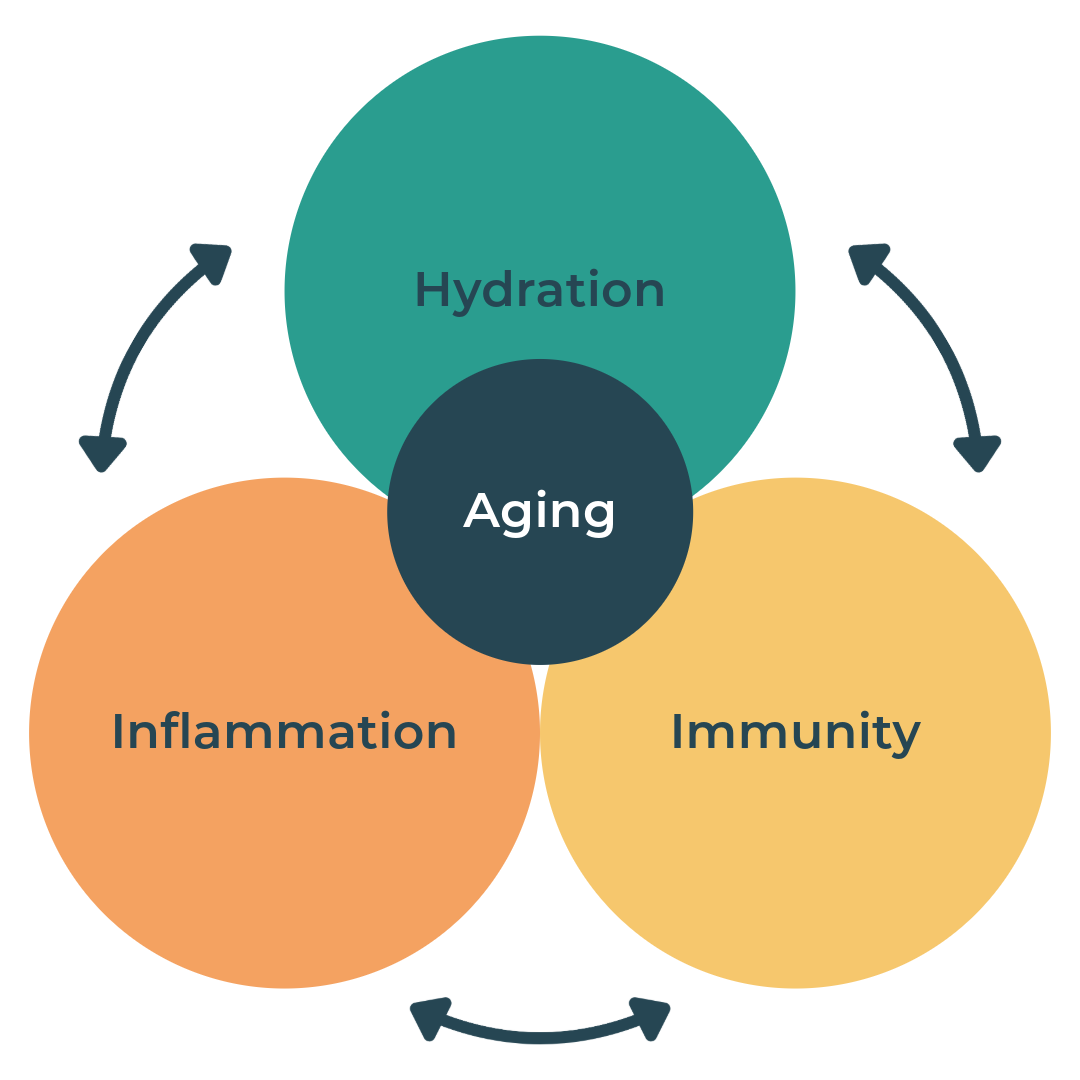 Venn Diagram showing the intersection between Hydration, Immunity, and Inflammation with Aging at the center